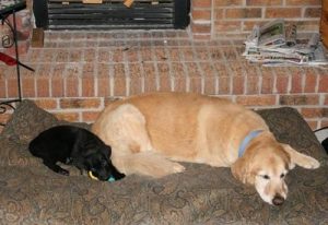 Black Labrador puppy with his new buddy