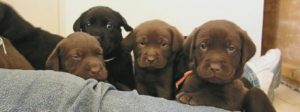 Watch some of the cute Lab puppies at Justamere Ranch