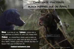 Chocolate-factored black puppies sired by Bayou Magic's Rouxster Bleu MH QA2 and out of SHR Justamere Tisket A Tasket RN CC