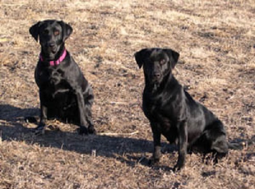 Practicing retrieving skills. Both learning how to be steady.