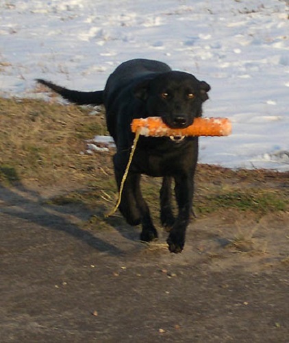 She loves retrieving birds or bumpers