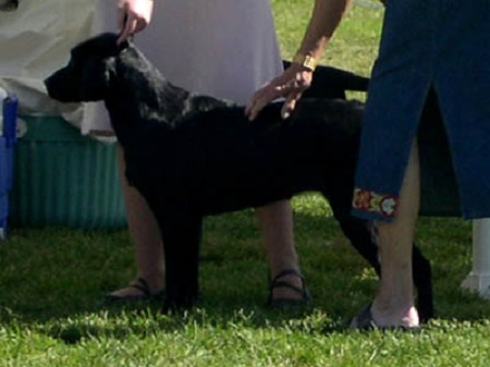 Competing in her first dog show as a puppy