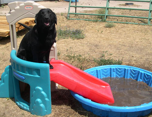 Willing to do anything I asked, Lily sat waiting for the word to slide down ramp