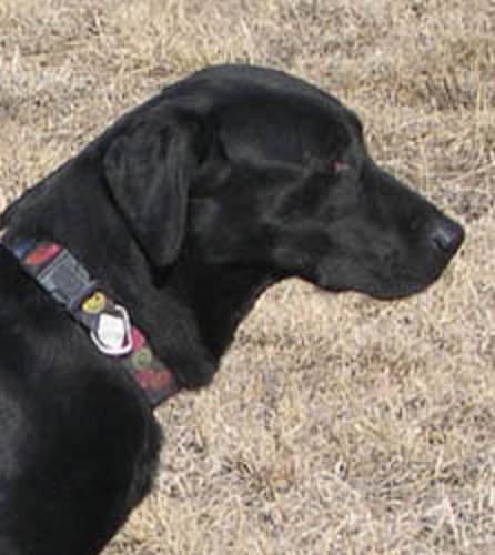 Black Lab sired by FC AFC FTCH AFTCH DBs Cracker of Club Mead