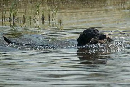 Raven retrieving a duck