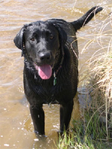 Tory - a black Labrador Retriever