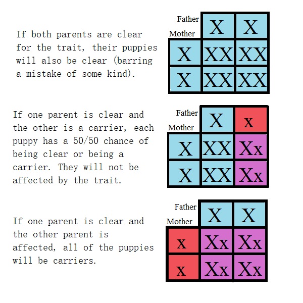 Chart showing potential outcomes where at least one parent is clear of the trait