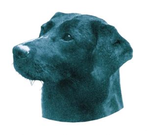 Daniel, a black Lab born in 1926 and bred by Buccleuch, a kennel that played a big part in developing the breed