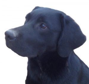 Justamere Super Soaker "Splash" born in 2017 and who looks very much like a classic Lab born almost 100 years before