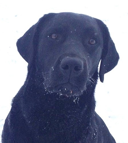 Classic black Labrador head