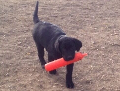 Black Lab puppy retrieving a bumper