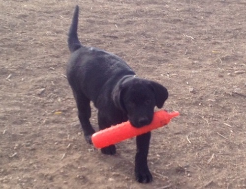 Black Lab puppy retrieving a bumper