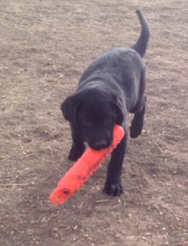 Black Lab puppy retrieving a bumper