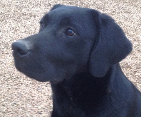 Classic black Labrador head