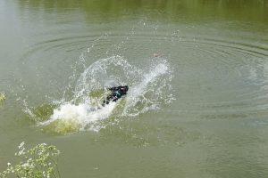 Splash living up to her name as she jumps into the pond to retrieve a duck