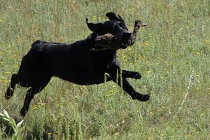 Labrador retrieving a duck to qualify for a Working Certificate
