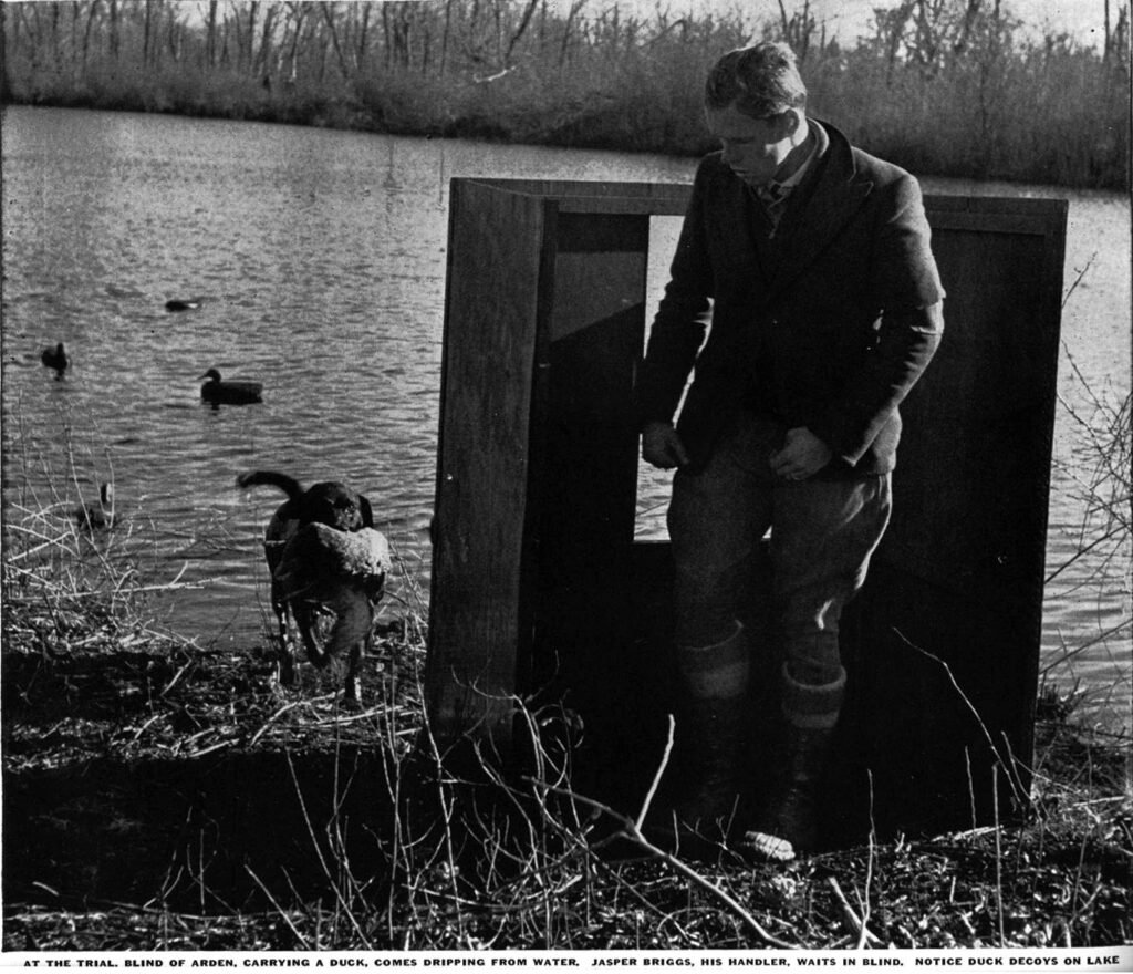 Blind of Arden retrieving a duck