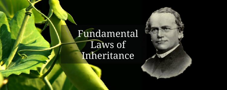 Header image for an article about Gregor Mendel and the laws of inheritance