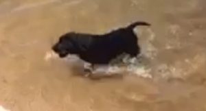 Black Lab puppy learning to retrieve in water