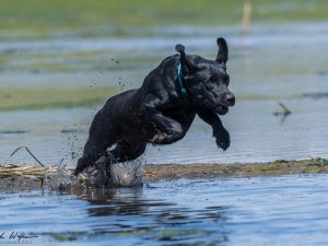 Enthusiastic black Lab launching into the water to retrieve her duck