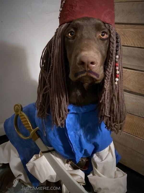 A 5-month old chocolate Lab puppy dressed up as Cap