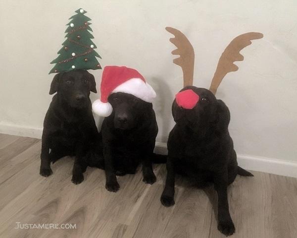 Three black Labrador Retreievers dressed and ready to celebrate Christmas!