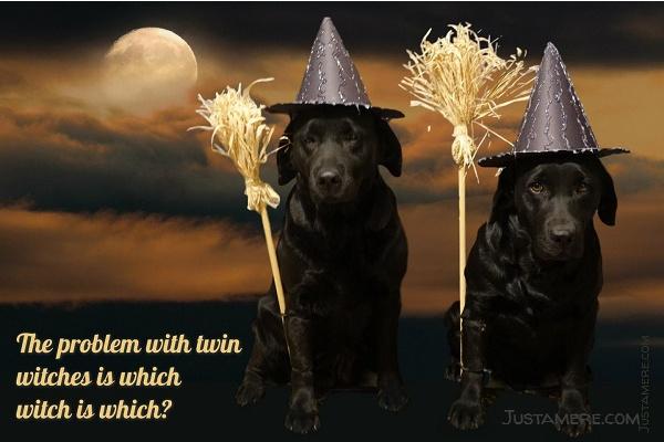 Two black Labradors in witches costumes for Halloween