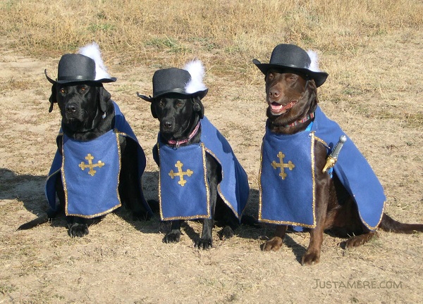 Three Labradors wearing Musketeer costumes for Halloween