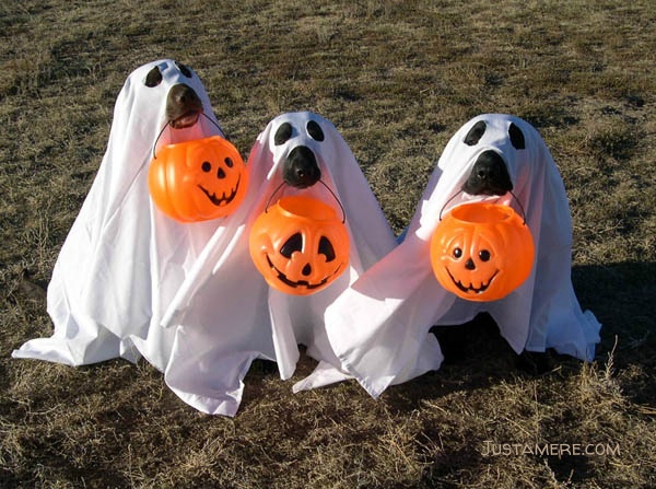 Three Labs dressed up as ghosts and carry their own Jack O Lanterns