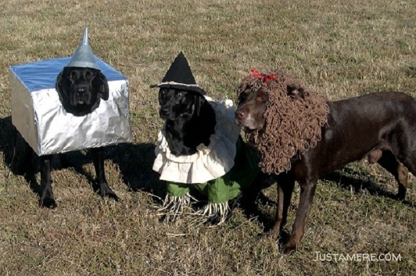 Labradors dressed up in the tin man, scarecrow and cowardly lion costumes