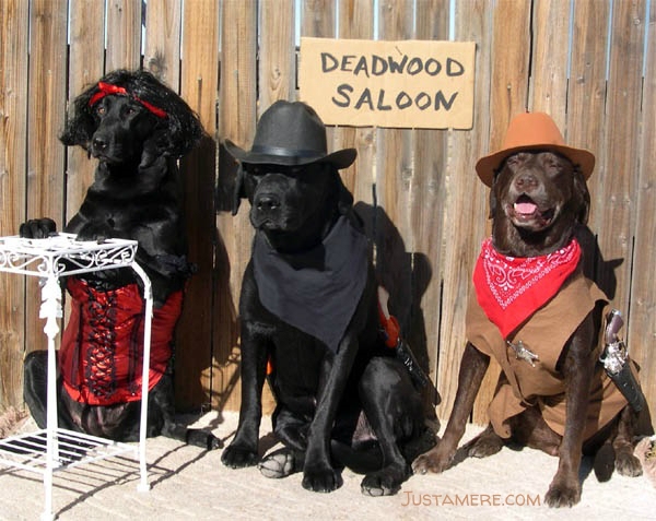 Labradors dressed up in western costumes - an outlaw, a sheriff and a dance hall gal