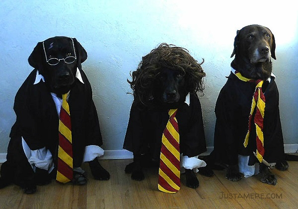Harry, Ron and Hermoine as portrayed by three Labrador Retrievers