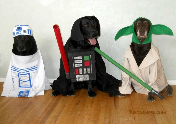 Labradors in costume as R2D2, Darth Vader and Yoda