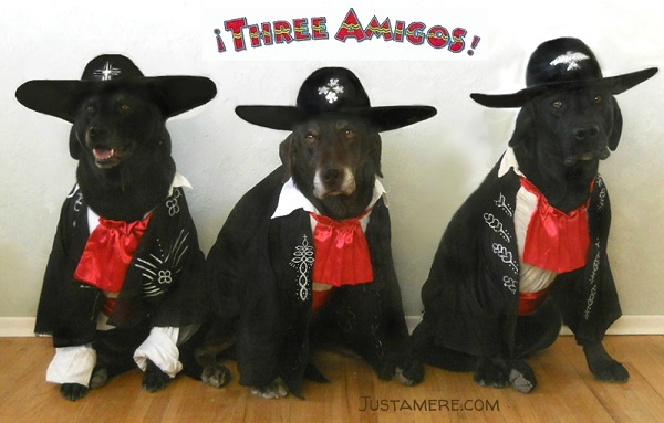 Chevy Chase, Martin Short and Steve Martin as portrayed by Labrador Retrievers