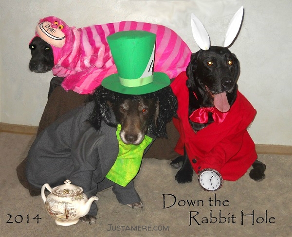 Down the rabbit hole! Halloween costumes for dogs