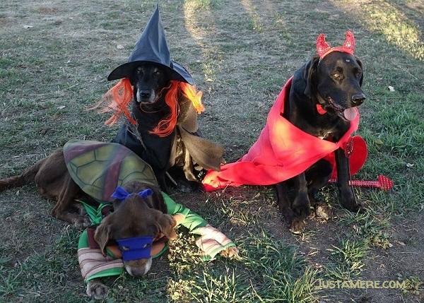 Labs can wear traditional costumes for kids