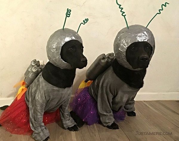 Two Labrador Retrievers dressed up in space suits for Halloween.