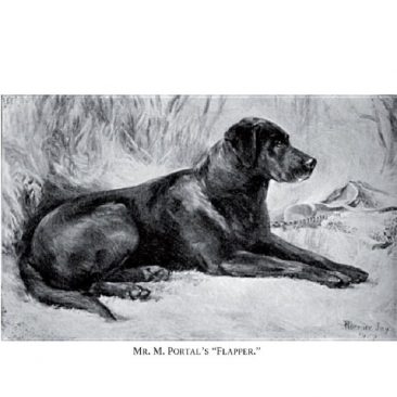 Eng FTCH Flapper, an early Labrador born 1902