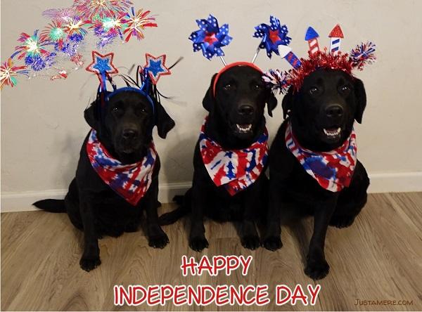 Showing off their patriotic spirit are three black Labradors decked out in red, white and blue!