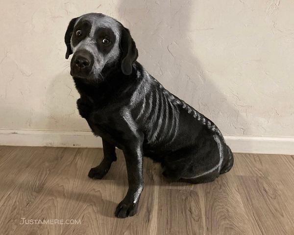 A black Labrador Retriever dressed as a skeleton for Halloween