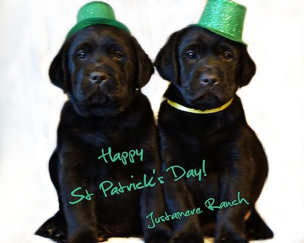 Black Labrador puppies in festive green hats for St Patricks Day