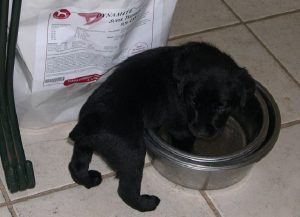 Black Lab puppy finishing off a bowl of Dynamite dog food