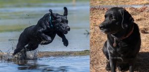 Crossing show and field bloodlines to produce a dual-purpose Labrador