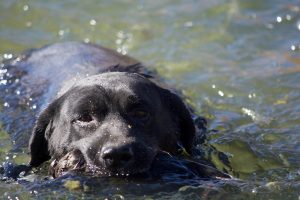 Black Lab retrieving a duck in water