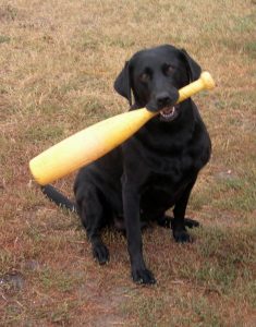 Labs are multi-talented. This one want to play baseball.