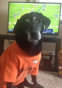 Black Lab wears a Broncos t-shirt to watch the game