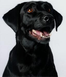 Female black Labrador Retriever portrait