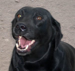 Labs are happy dogs
