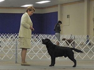 Black Lab winning his class at a dog show