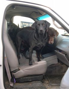 3 Labs take over the cab of a pickup